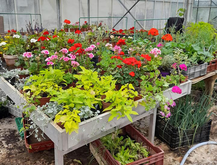 production de plantes et fleurs